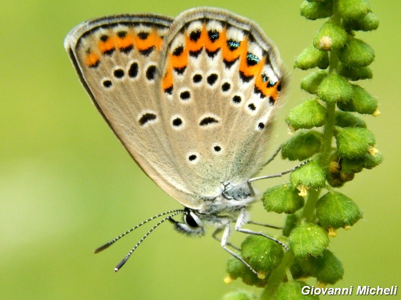 Parco del ticino : incontri del 23/8/14